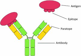 Antigen-antibody-pathogen diagram