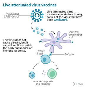 Live attenuated virus vaccine and immune memory