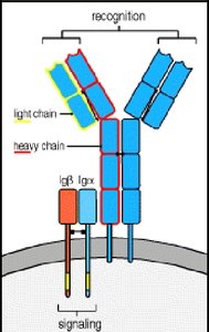 Developmental paths for B lymphocytes