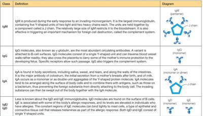 Table of immunoglobulin classes and diagrams