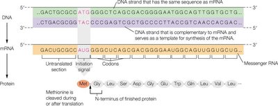 Diagram of DNA transcription and translation to protein
