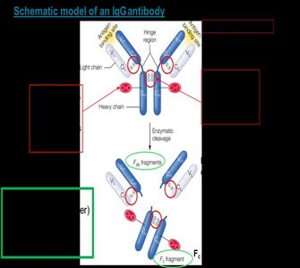 Antibody structure with variable and constant domains
