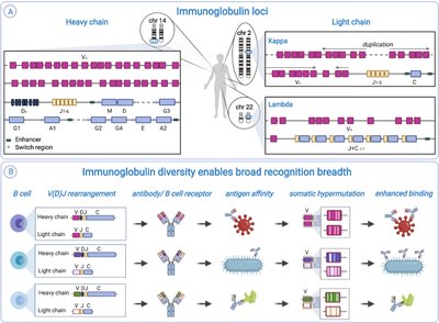 Immunoglobulin gene rearrangement and diversity