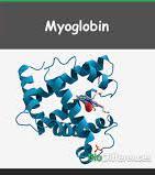 Myoglobin structure