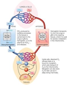 Diagram of oxygen transport by hemoglobin and myoglobin