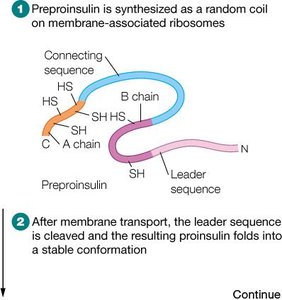 Preproinsulin synthesis and folding