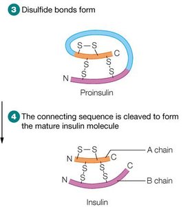 Formation of disulfide bonds and cleavage to mature insulin