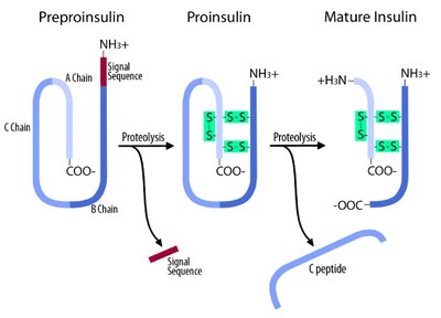 Diagram of preproinsulin, proinsulin, and mature insulin