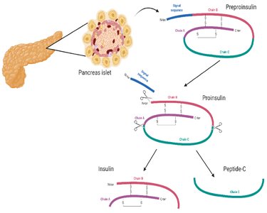 Pancreas islet and insulin maturation pathway