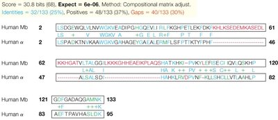 BLAST alignment between human myoglobin and alpha globin