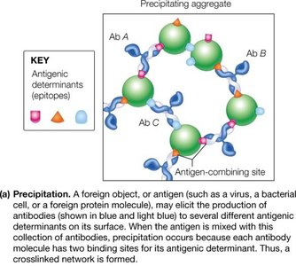 Antigenic determinants and antibody precipitation