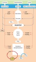 Overview of central metabolic pathways