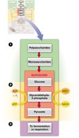 Glycolysis pathway overview