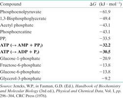 Table of phosphoryl-transfer potentials