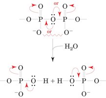 Resonance stabilization in ATP hydrolysis