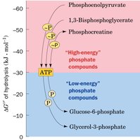 Hierarchy of phosphoryl-transfer potentials