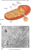 Mitochondrial structure diagram and electron micrograph