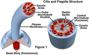 Cilia and flagella cross-section showing microtubule arrangement