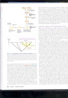 Endosymbiotic theory diagram