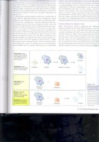 Modern endosymbiosis example