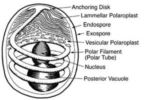 Microsporidia spore structure