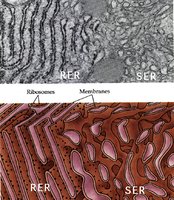Rough and smooth endoplasmic reticulum structure