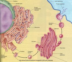 Golgi apparatus and secretory pathway