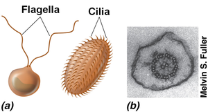 Flagella and cilia structure and microtubule arrangement