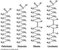 Structures of palmitate, stearate, oleate, and linoleate