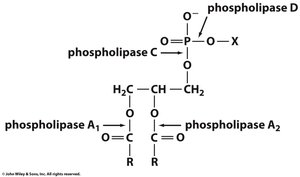 Sites of phospholipase cleavage on phospholipids