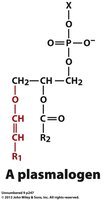 Structure of a plasmalogen