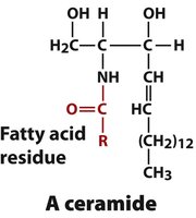 Structure and space-filling model of sphingomyelin