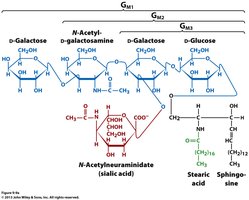Structure of a ganglioside