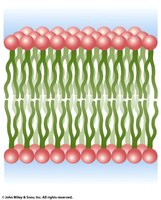 Structure of a lipid bilayer