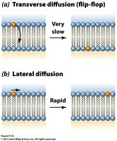 Lateral and transverse diffusion in lipid bilayers