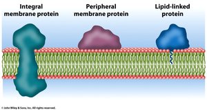 Types of membrane protein association