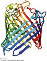 Beta barrel transmembrane protein