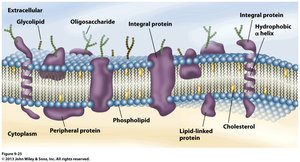 Fluid mosaic model of membrane structure