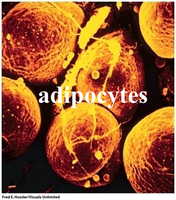 Adipocytes storing triacylglycerols