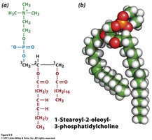 Structure and space-filling model of phosphatidylcholine