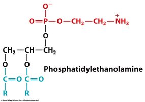 Structure of phosphatidylethanolamine