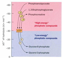 Free energy of hydrolysis for phosphate compounds