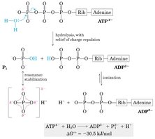 ATP hydrolysis mechanism and free energy change