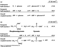 Coupled reactions: ATP and phosphoenolpyruvate