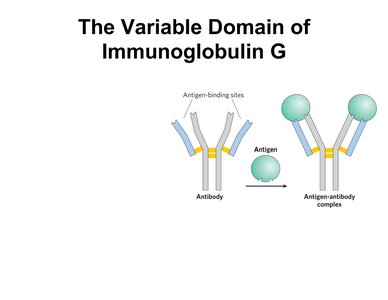 Antibody structure and antigen binding sites