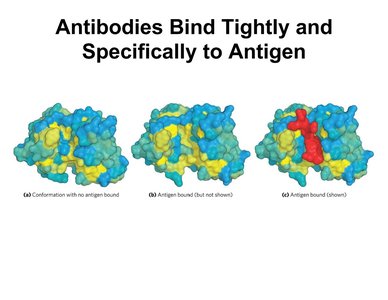 Variable domain of IgG and antigen binding