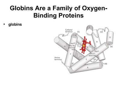 Globin structure with heme group
