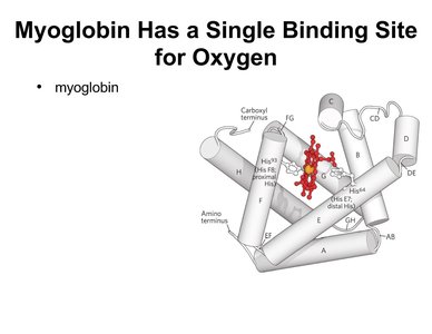 Myoglobin structure with heme group