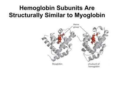 Hemoglobin and myoglobin structural comparison