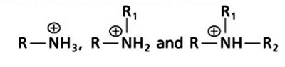 Protonated amines at physiological pH